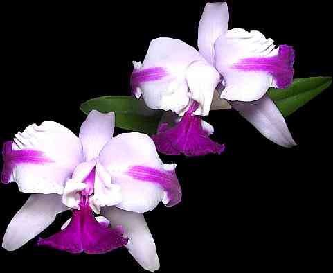 Cattleya intermedia aquinii